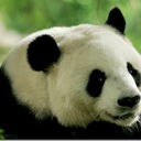 Панда - странное дитя природы