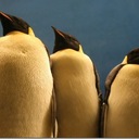Пингвины - необычные птицы