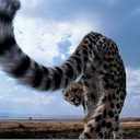 Гепард - самое быстрое животное на Земле