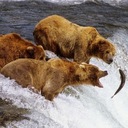 Медведи охотятся на лосося в реке Брукс