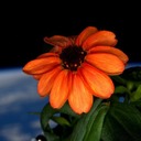 Первый цветок расцвел в космосе
