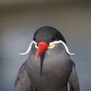 Крачка инки: птица с великолепными усами