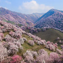 Цветение Долины Абрикосов в Китае