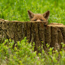 Милые детеныши лисицы (16 фото)
