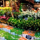 Цветочный рынок Амстердама Блуменмаркт