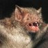 Кровавые факты о летучих мышах-вампирах
