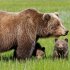 Лучшие места наблюдения за медведями