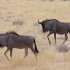 Удивительный животный мир Намибии