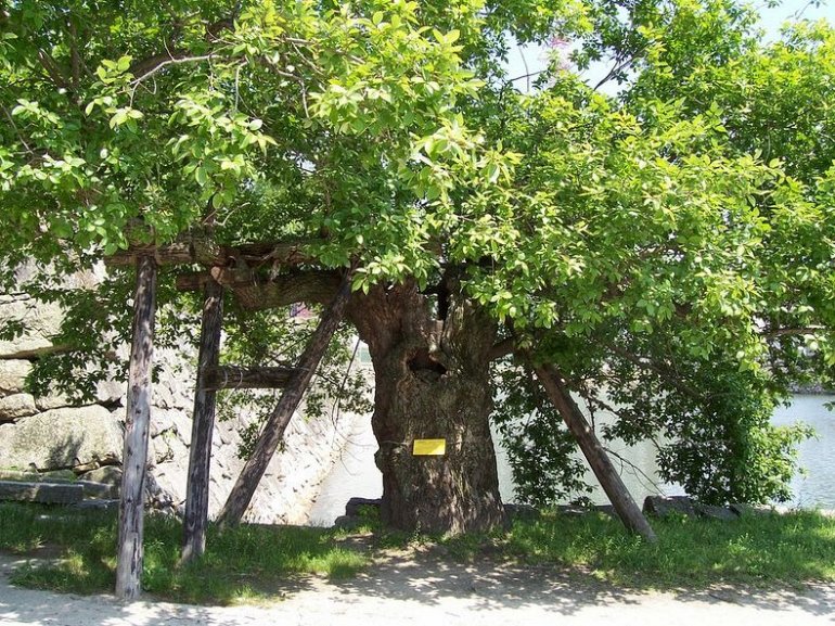 деревья хиросимы