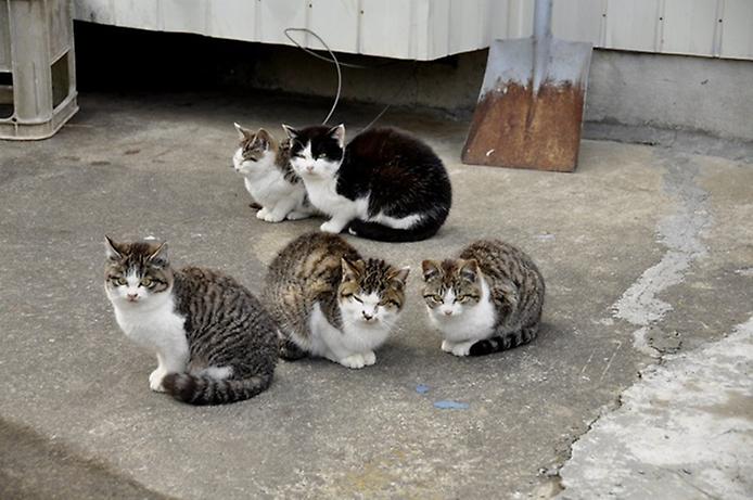 остров кошек в Японии