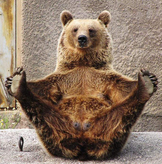 йога для медведя
