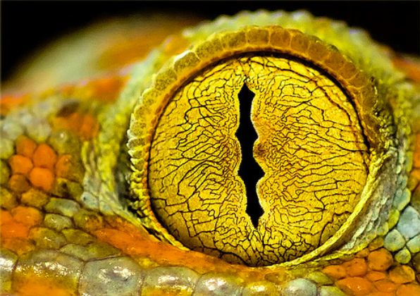 глаза рептилий