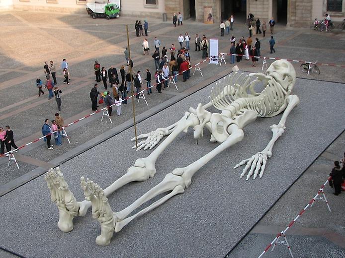 скелет Каламита Космика