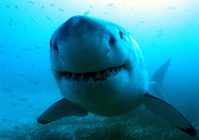 виды акул
