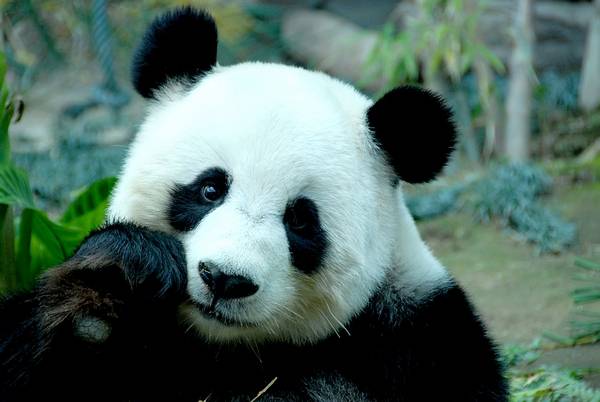 гигантская панда