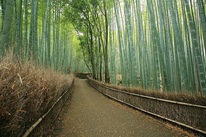 бамбуковый лес сагано