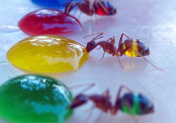 цветные муравьи