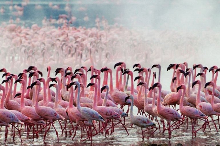 розовые фламинго кении