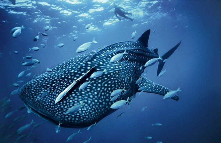 Самая большая рыба в мире. Китовая акула