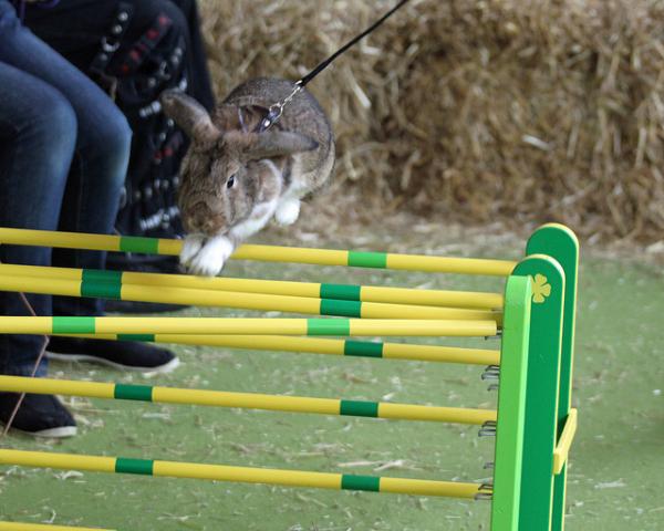 конкурс по прыжкам среди кроликов