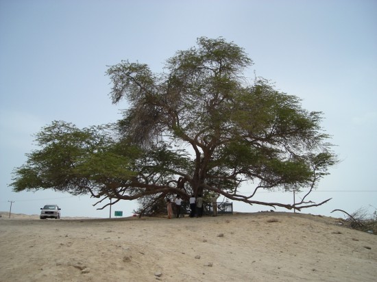 дерево жизни в Бахрейне