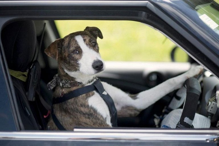 собаки водители