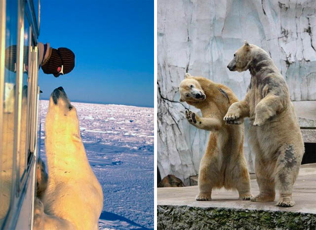 Развлечения медведей. Тристан Байер и белый медведь.