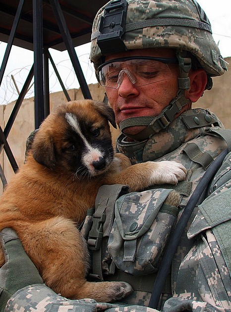 солдаты со щенками