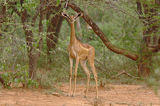 антилопа с шеей жирафа