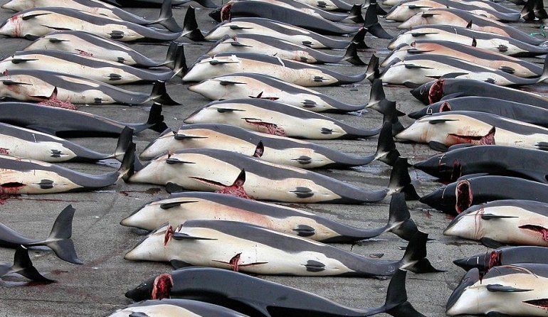 Жестокая охота на дельфинов в Тайдзи. ФОТО