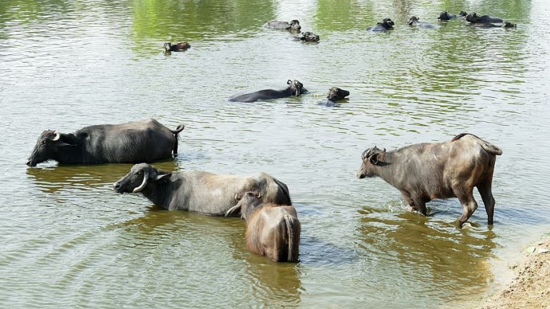 коровы плавают