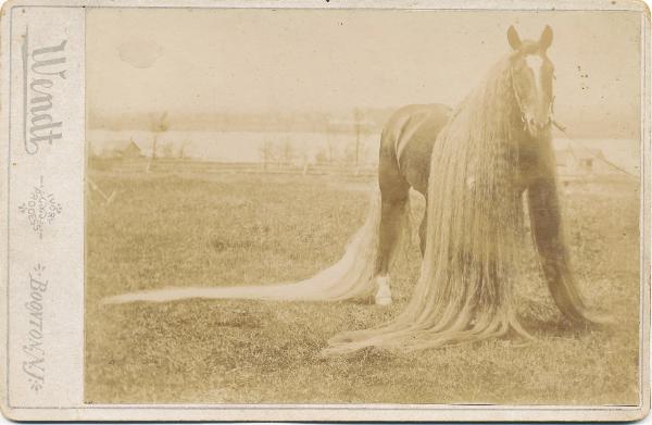 Линус — самая длинногривая и длиннохвостая лошадь