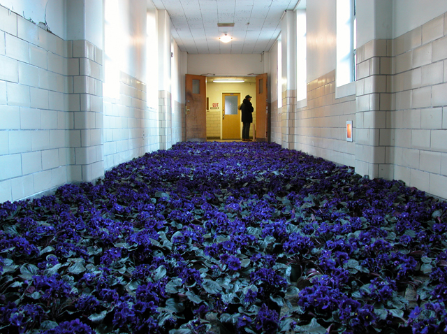 цветы в заброшенной больнице