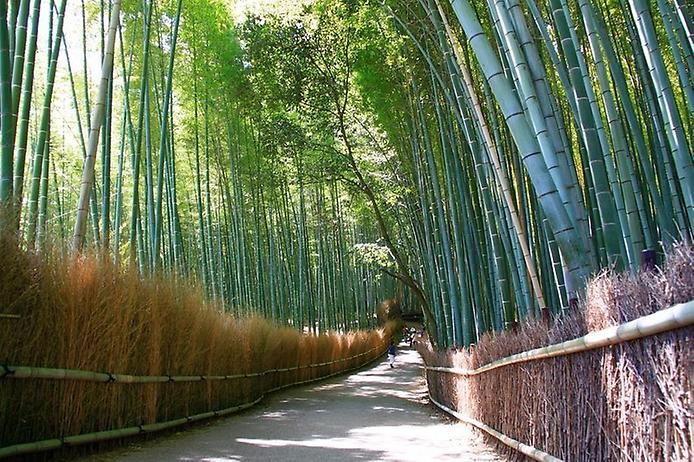 бамбуковый лес сагано