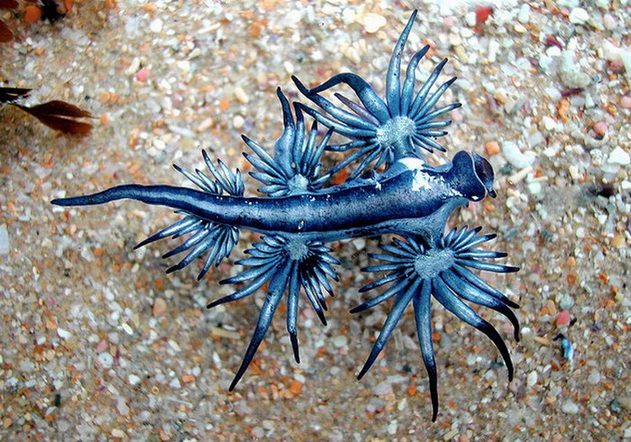 Моллюск голубой дракон