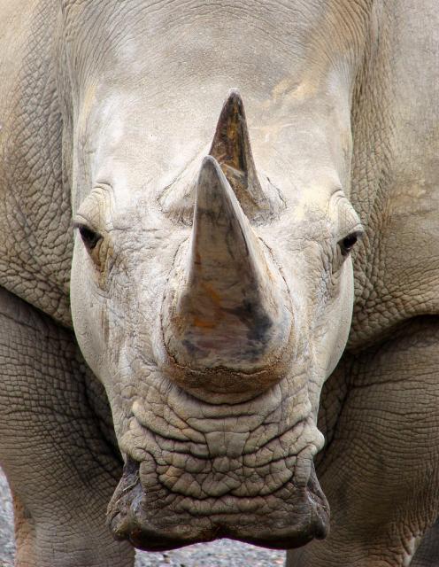 интересные факты о носорогах