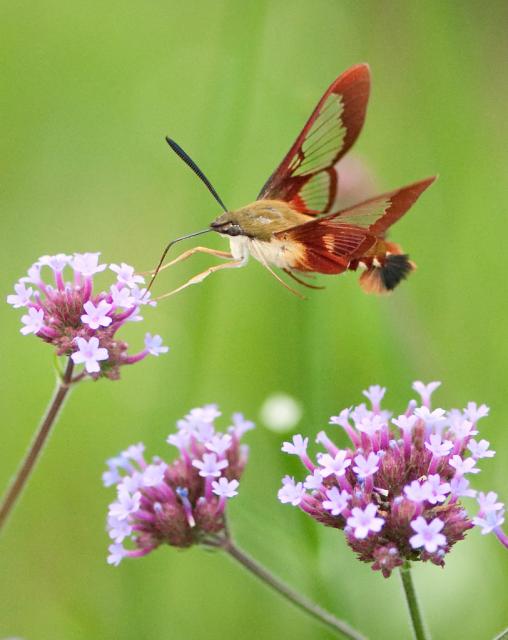 бабочка колибри