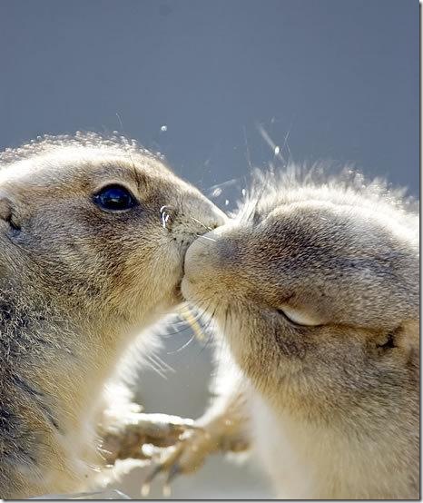 animal love kisses