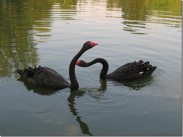 black swans love