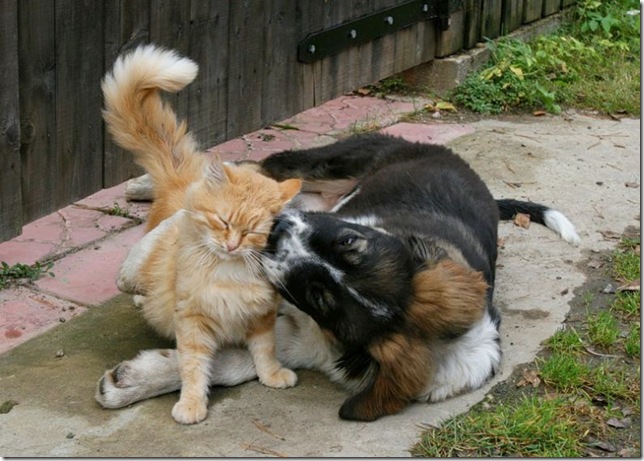 cat dog kiss