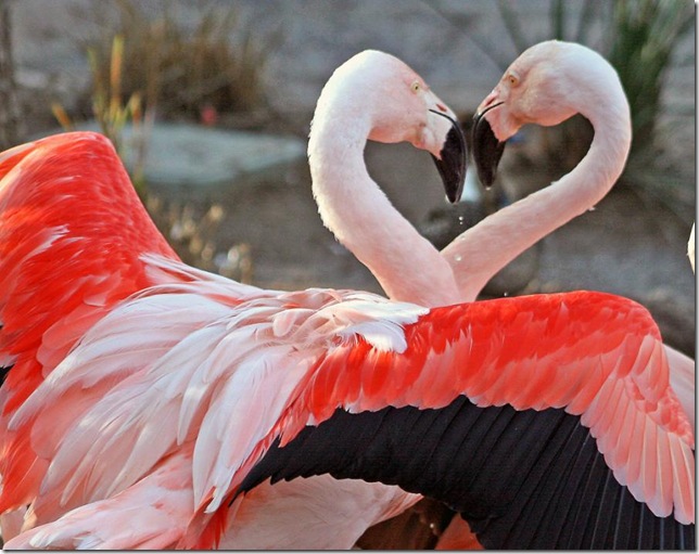 flamingos love
