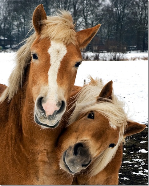 horses love