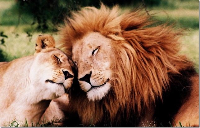 lions love