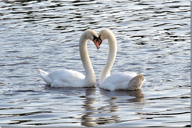 swans love