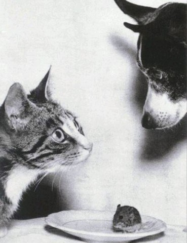 Две собаки и хомяк сидят за столом перед едой