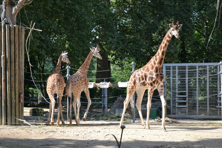 жирафы в зоопарке