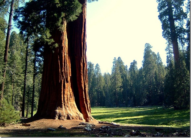giant sequoia and meadow