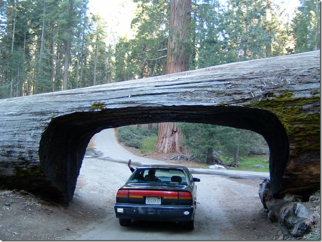 tunnel log sequoia national park