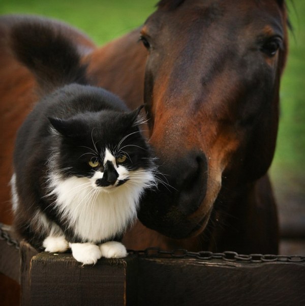 Кошка и лошадь