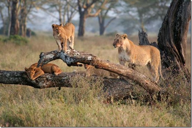 lioness-with-cubs